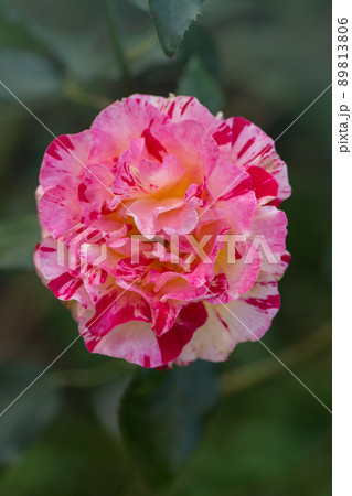 Claude Monet roses. 89813806