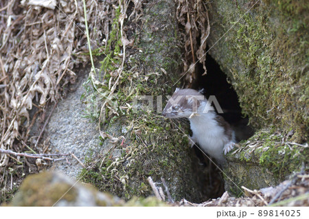 世界最小の肉食獣イイズナ 89814025