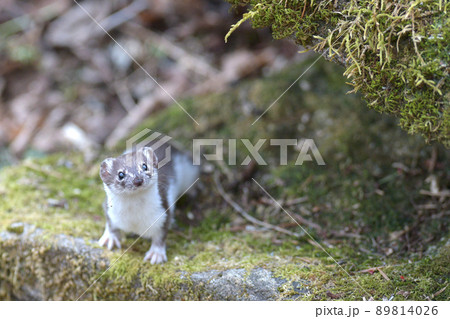 世界最小の肉食獣イイズナ 89814026