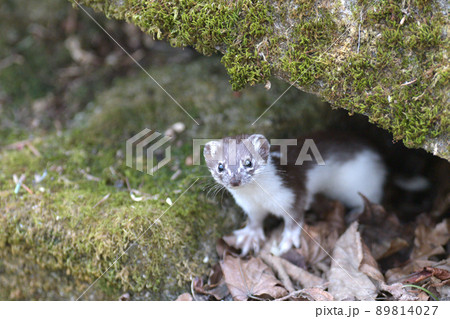 世界最小の肉食獣イイズナ 89814027