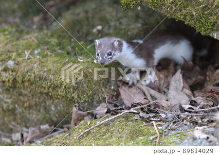 世界最小の肉食獣イイズナ 89814029