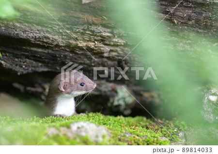 イイズナの子ども 89814033