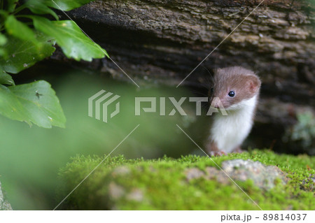 イイズナの子ども 89814037