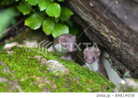 イイズナの兄弟 89814038