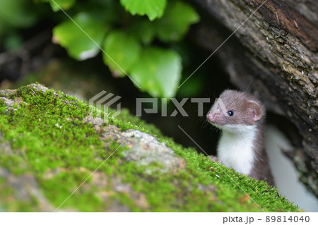 イイズナの子ども 89814040