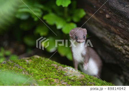 イイズナの子ども 89814042