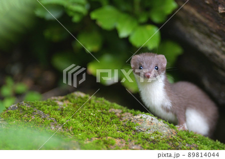 イイズナの子ども 89814044