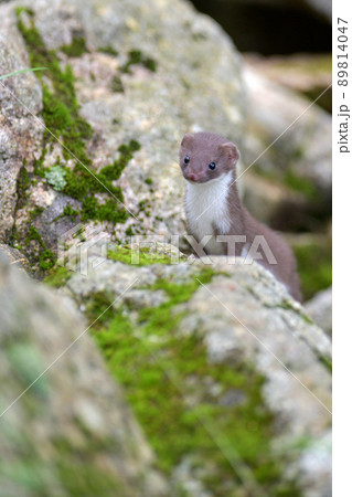 イイズナの子ども 89814047