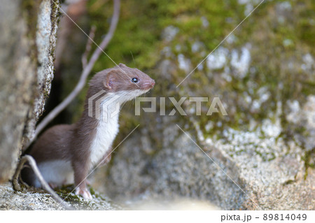 世界最小の肉食獣イイズナ 89814049