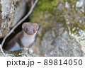 世界最小の肉食獣イイズナ 89814050