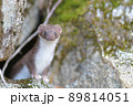 世界最小の肉食獣イイズナ 89814051
