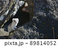 冬毛の白いイイズナ 89814052