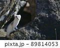 冬毛の白いイイズナ 89814053