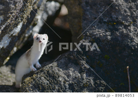 冬毛の白いイイズナ 89814053