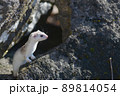 冬毛の白いイイズナ 89814054