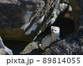 冬毛の白いイイズナ 89814055