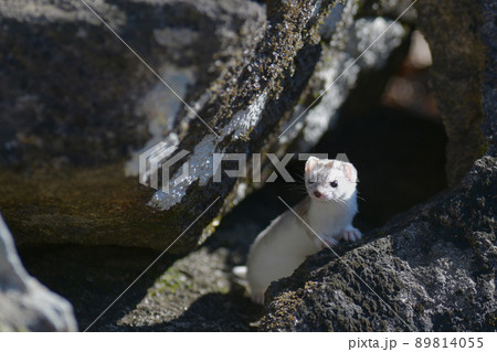 冬毛の白いイイズナ 89814055