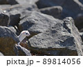 冬毛の白いイイズナ 89814056