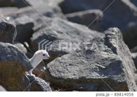 冬毛の白いイイズナ 89814056