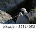 冬毛の白いイイズナ 89814058