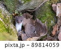 世界最小の肉食獣イイズナ 89814059