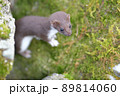 世界最小の肉食獣イイズナ 89814060
