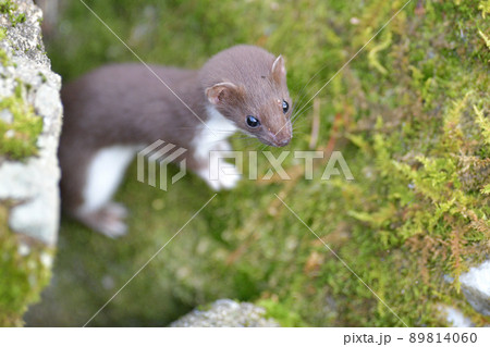 世界最小の肉食獣イイズナ 89814060