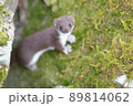 世界最小の肉食獣イイズナ 89814062
