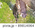 世界最小の肉食獣イイズナ 89814064
