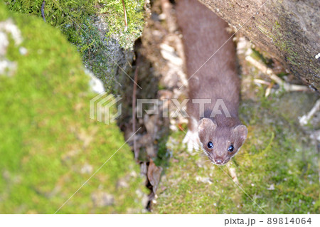 世界最小の肉食獣イイズナ 89814064