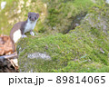 世界最小の肉食獣イイズナ 89814065