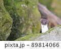 世界最小の肉食獣イイズナ 89814066