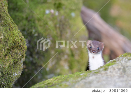 世界最小の肉食獣イイズナ 89814066