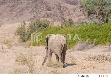Desert Elephant in Namibia Desert Elephant in Namibia 89814429