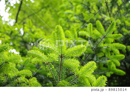 もみの木　新緑 89815014