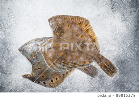 Raw whole flounder flatfish fish on kitchen table. White background. Top view 89815278
