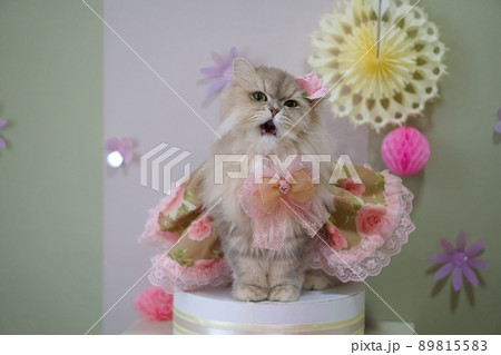 花柄のドレス着たペルシャ猫 花柄のドレス着たペルシャ猫 89815583