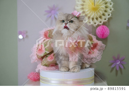 花柄のドレス着たペルシャ猫 89815591