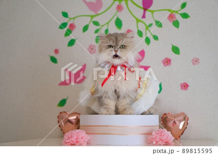 ショートケーキ柄のドレスを着たペルシャ猫 89815595