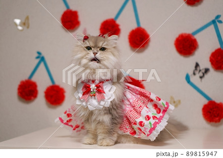 Persian cat outlet dress