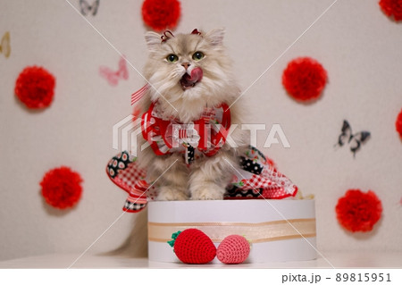 いちごワンピースを着たペルシャ猫 いちごワンピースを着たペルシャ猫 89815951