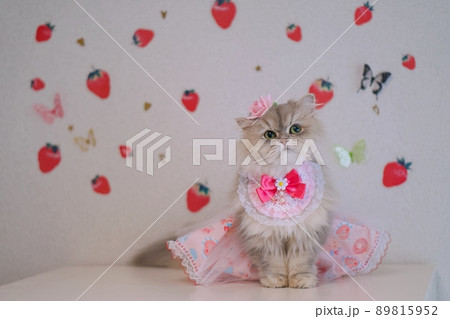 スイーツ柄のドレスを着たペルシャ猫といちごの背景 スイーツ柄のドレスを着たペルシャ猫といちごの背景 89815952