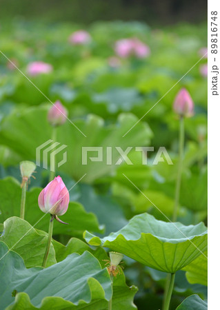 【京都府】亀岡市・平の沢池に咲くハス(蓮)の花 【京都府】亀岡市・平の沢池に咲くハス(蓮)の花 89816748