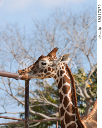 鉄柵を舐めるキリンの子 89817079