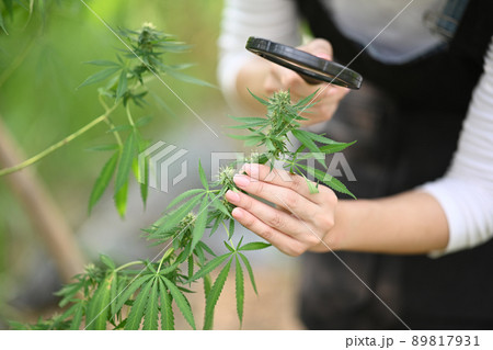 Farmer checking plants growth, observing hemp plants with magnifying glass. Herbal alternative medicine, cbd oil, pharmaceutical industry. 89817931