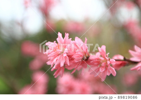 a Prunus serrulata pink blossom at spring 89819086