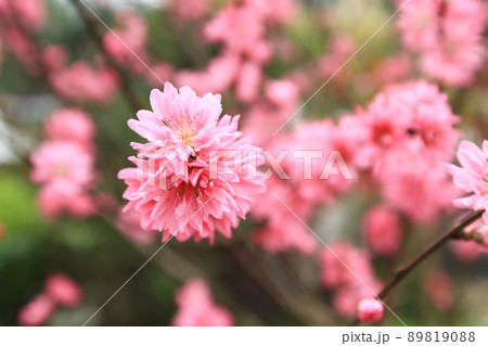 a Prunus serrulata pink blossom at spring a Prunus serrulata pink blossom at spring 89819088