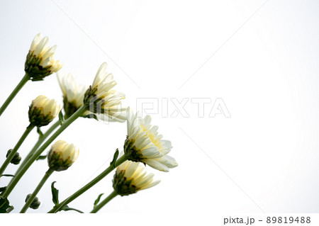 Close up of white and yellow chrysanthemum row isolated background 89819488