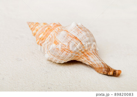 Beach seashells on colored background. Mock up with copy space Beach seashells on colored background. Mock up with copy space 89820083