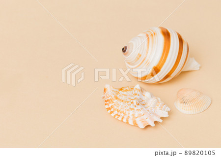 Beach seashells on colored background. Mock up with copy space 89820105
